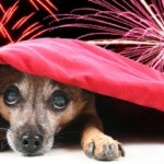 Vuurwerkangst bij honden