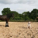 Me and My Dog: Keuzes maken door Arvid van Putten