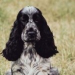 Cocker Spaniel