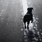 wandelen met hond op asfalt