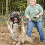 mijn hond beschermt mij