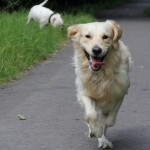 Wat wil je hond