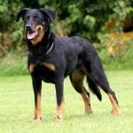 Beauceron