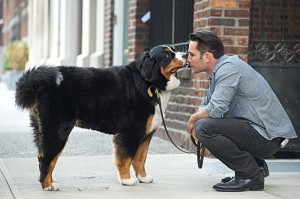 Honden in de maatschappij