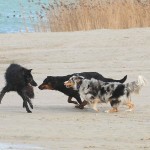 Honden belagen elkaar