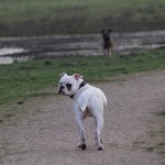 Hoe vaak kijkt je hond je aan