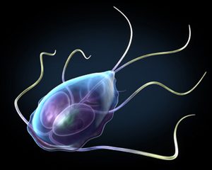 Giardia