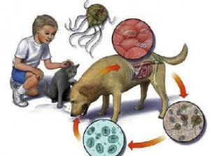 Diarree door giardia