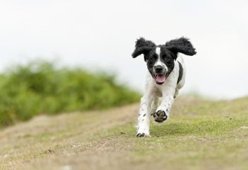 Fysiotherapie voor honden-rennen