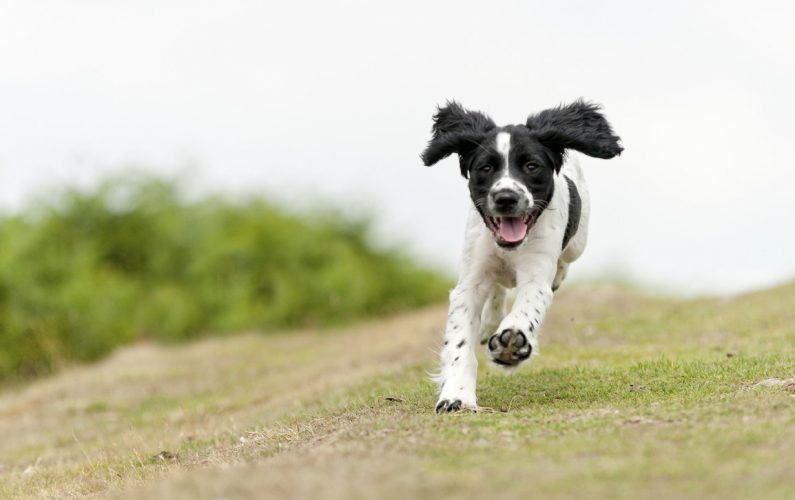 Fysiotherapie voor honden-rennen