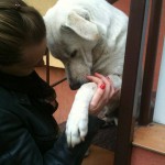 amor para perros