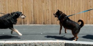dogs-on-a-leash-540x268