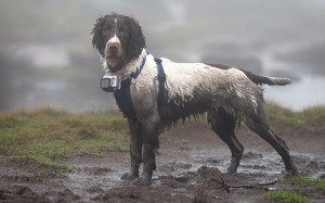 Chester_wearing_hi_3541781b