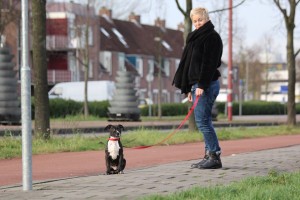 Waarom gaat een hond zitten
