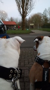 waarom gaat een hond zitten