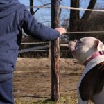 Hond met kind - hond duikt weg