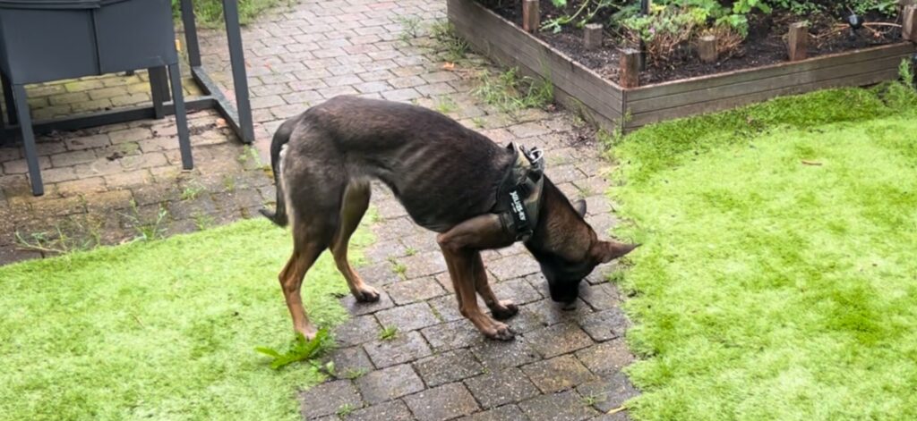 Ze kwam broodmager aan